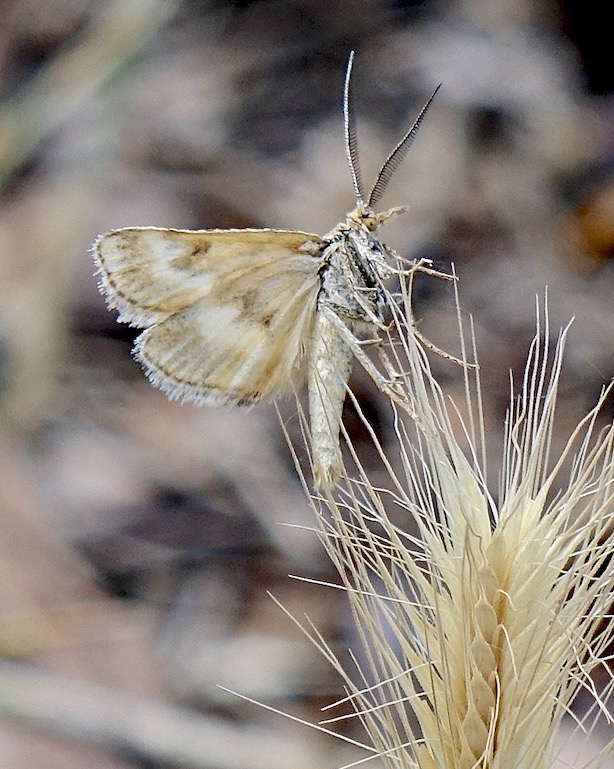 synaphe moldavica